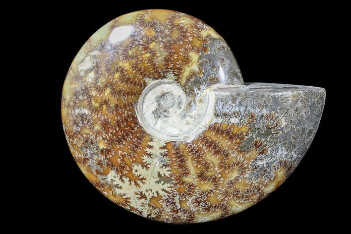 Polished Ammonite Fossil - Madagascar #173168